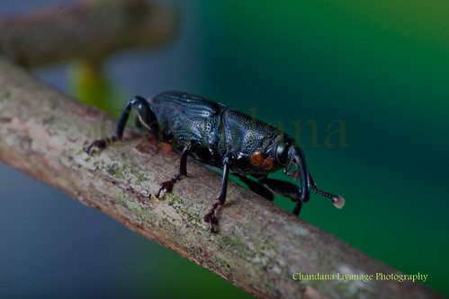 macro closeup canon beetle 100mm srilanka f28 chandana blackbeetle liyanage