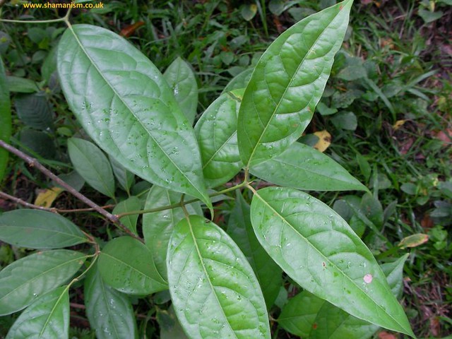 Identifying Chacruna Chacruna (Psychotria viridis) - Ayahuasca | Chacruna - Psych… | Flickr