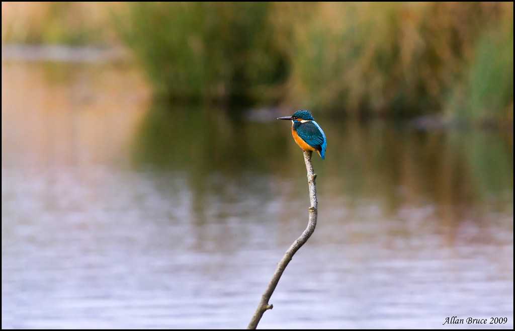 1st Kingfisher Pic by charminbayurr