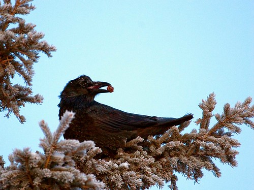 travel winter vacation bird canon birding raven birdwatching fairbanks eos20d corvuscorax commonraven alasaka canonef100300mmf4556usm