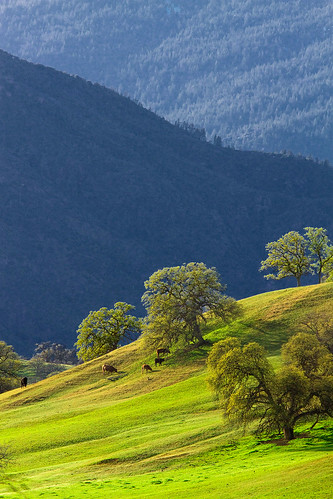 california green grass northerncalifornia spring cattle cows hills pasture rolling grazing graze sacramentovalley