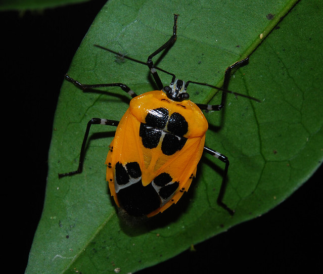 Colourful Amazonian bug (Pentatomidae)