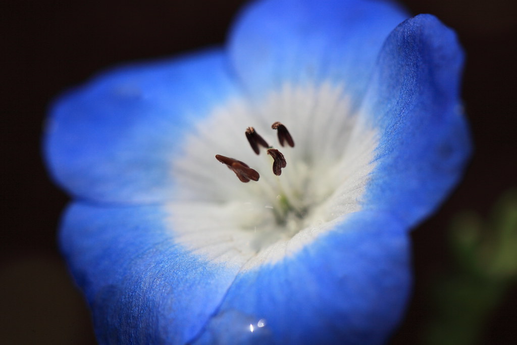 Baby Blue Eyes Nemophila Menziesii ネモフィラ 瑠璃唐草 ルリカラクサ Flickr