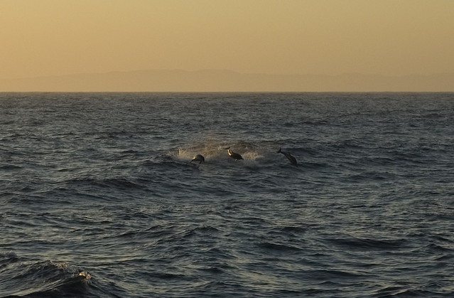 Dolphins Jumping at Dusk | These were taken during a 20-day … | Flickr