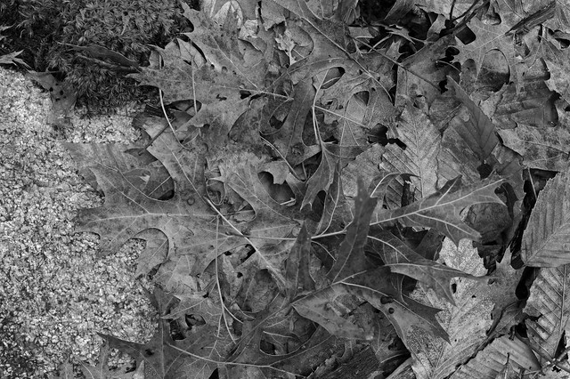 leaves moss stone