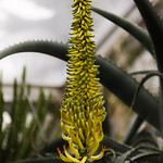 baumartige Aloe