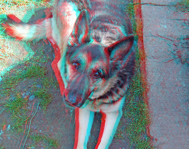 German Shepherd Dog ( Alsation ) in anaglyph 3D Stereo red blue glasses to view