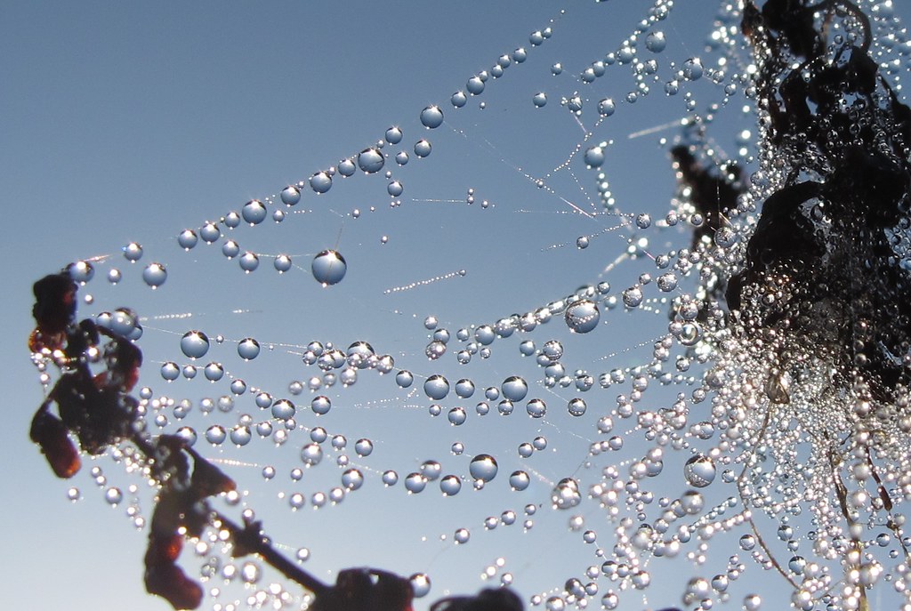 Dewdrops Suspended in a Spider's Web by John Spooner