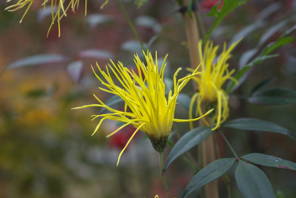 Saga Chrysanthemum 嵯峨菊 Hideki Seto Flickr