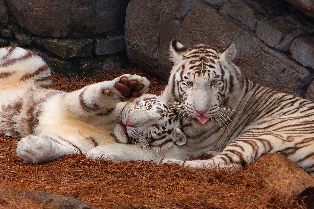 Silly White Tigers