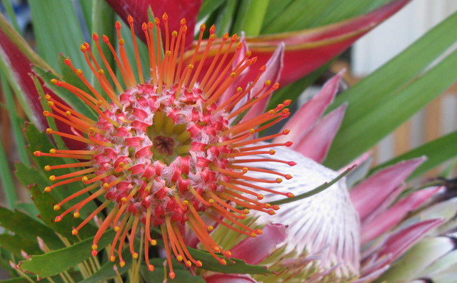 Some amazing and beautiful flowers over here!  (pincushion -protea, and the King Protea.