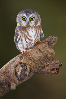 Saw-Whet Owl | by Stephen Oachs (ApertureAcademy.com)