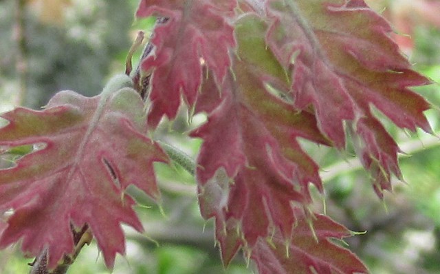 Oak Leaves Closeup