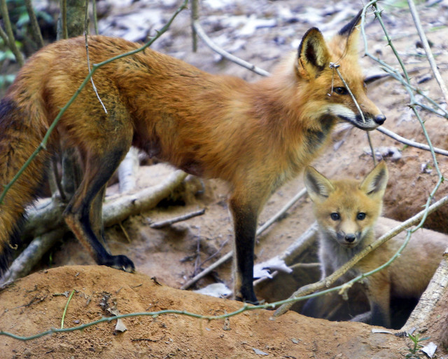 Animal - Fox