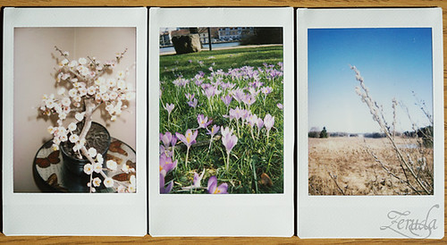 March through the Instax | by Zerudaa