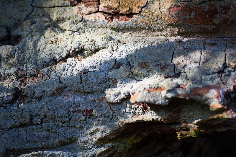 Lichen