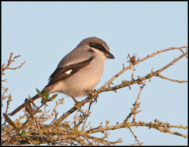 Loggerhead Shrike