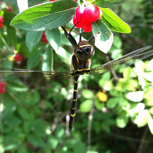fauna insect photo flora dragonfly michigan alma lunchtimewalk odonata gratiotcounty twinspottedspiketail pineriverpark royalrivercruiser macromiataeniolata