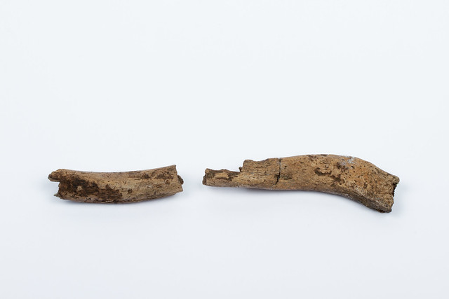 8000 years-old bone