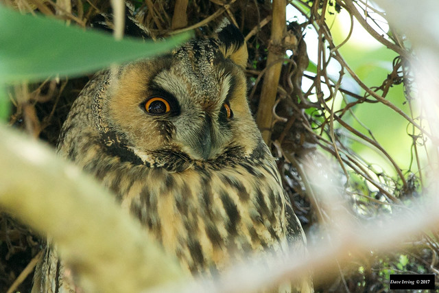 Long-eared Owl (Asio otus otus)