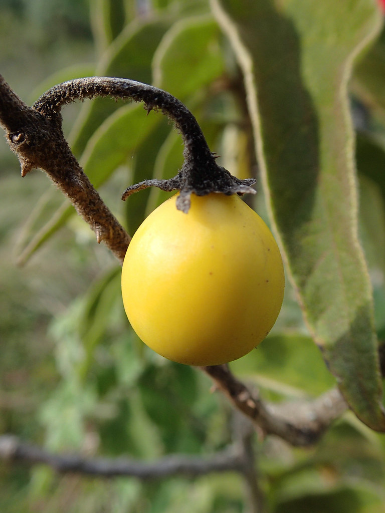 Solanum sp. (?) - Abstieg  - 4. Tag Mount Meru Tour, 2016
