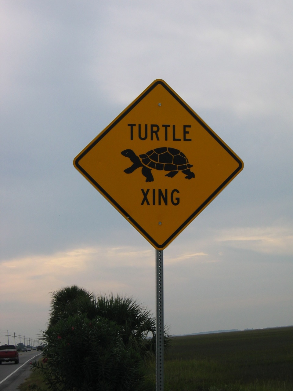 Turtle X-ing