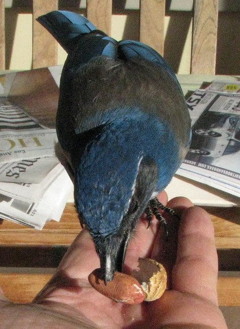 broken beak jay