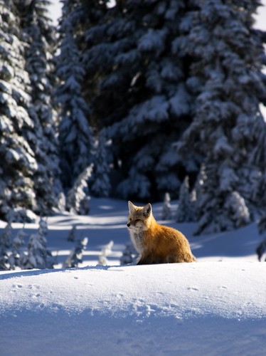 Alpine Fox | Red & gold fox on the snow. | Jim Bracher | Flickr