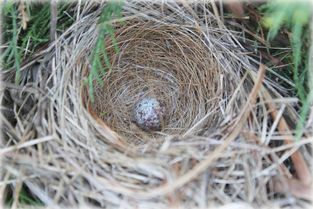 Song Sparrow Nest A Song Sparrows Nest With More Eggs To C Flickr