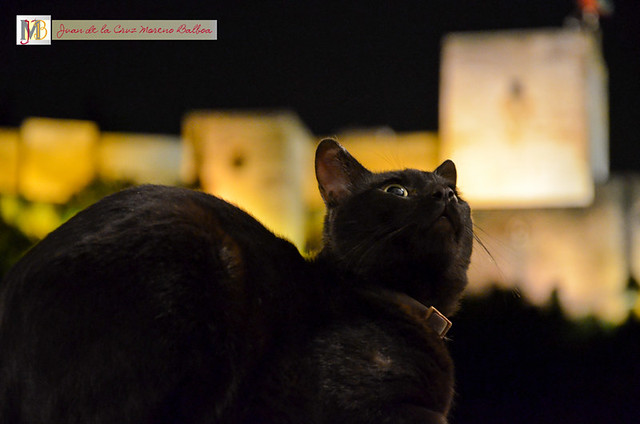 El gato y la Alhambra