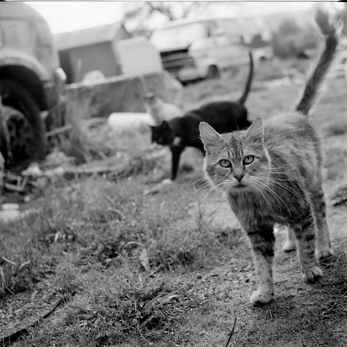 The Feral Life: Feral Cats Black & White by Chriss Pagani
