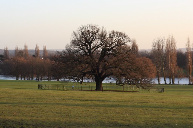 the charter oak