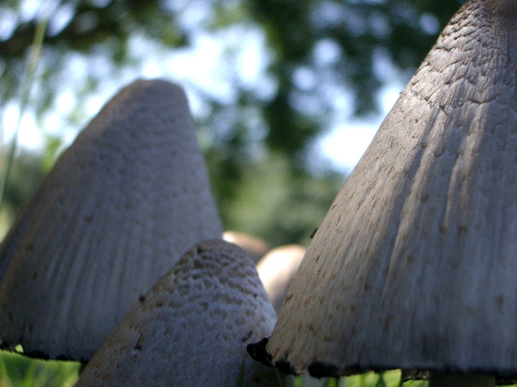 2005-09-02 Mushrooms Close Up