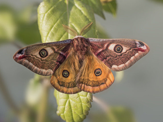 Emperor moth male