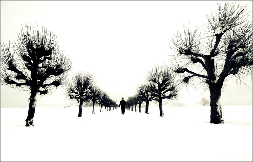 Snowy avenue by Odyssevs