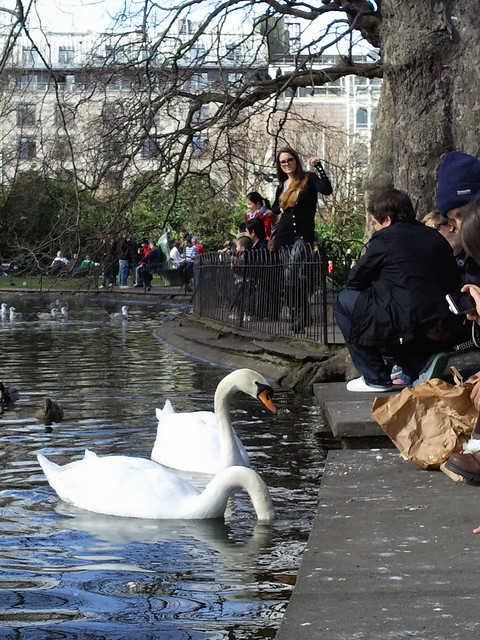 Swans in St Stephen's Green