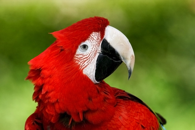 One Macaw, Redhead