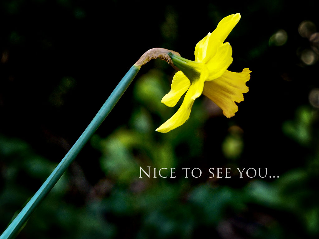 Daffodil - nice to see you!