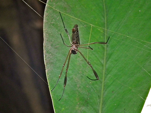 Spider in Amazon