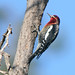 Flickr photo 'Red-breasted Sapsucker (Sphyrapicus ruber)' by: almiyi.