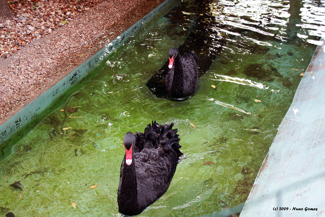 Cisnes Pretos - Black Swans (Cygnus atratus)