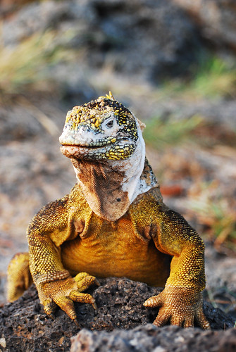 wild southamerica america ecuador wildlife galapagos iguana roundtheworld landiguana naturesfinest galapagosislands coth supershot southplaza specanimal impressedbeauty naturewatcher