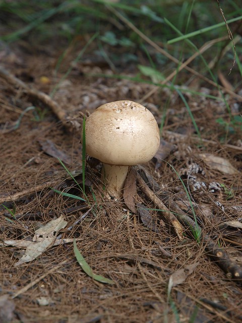Fungi 4