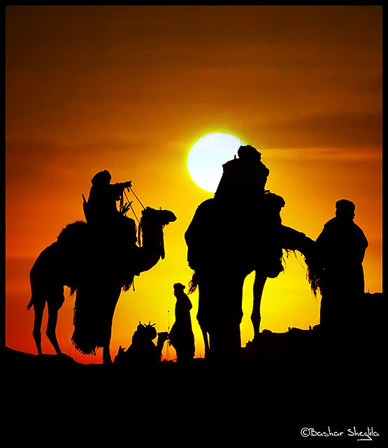 Camels Silhouettes !