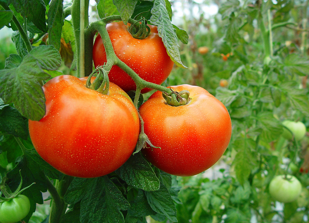 Como podar las tomateras