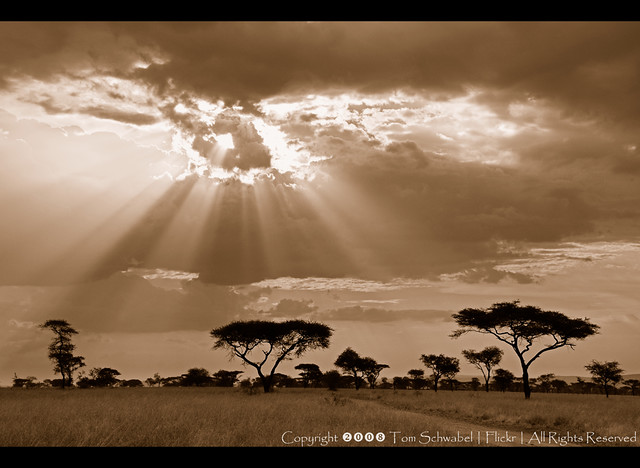 Serengeti Skylight