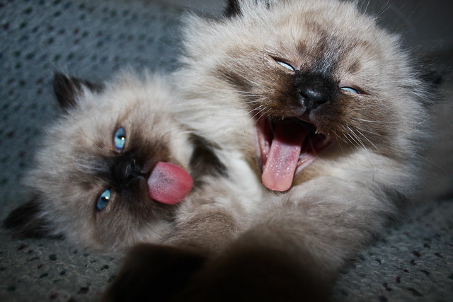 Goofy kittens sticking out their tongues