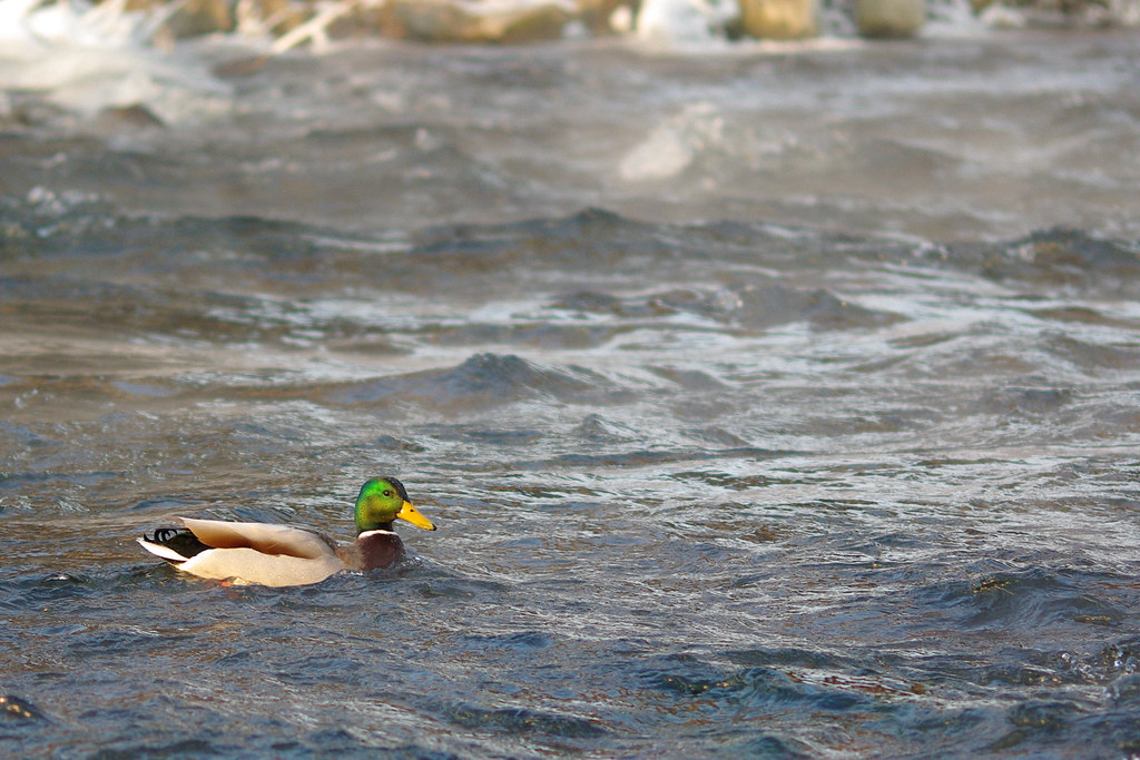 Sezon na kaczki / Duck season