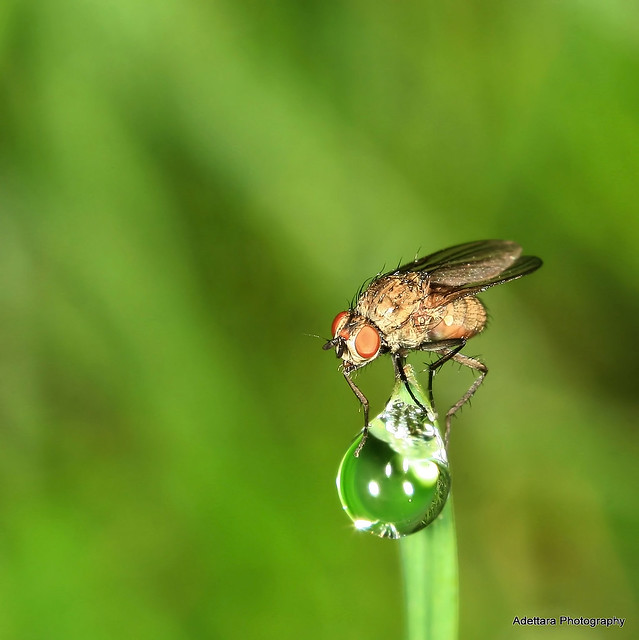 ~Fly and Morning Dew~