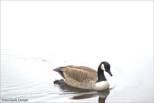 Goose in Winter II by Violet aka vbd
